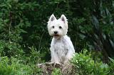 WESTIE 446